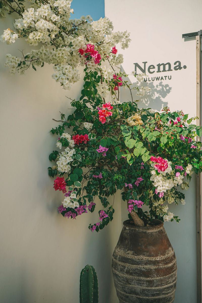Bougainvillea spilling over a terracotta pot beside the Nema. sign