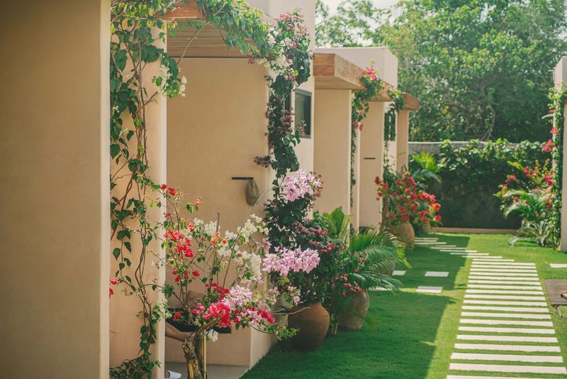 Bougainvillea climbing the studio walls along a garden path