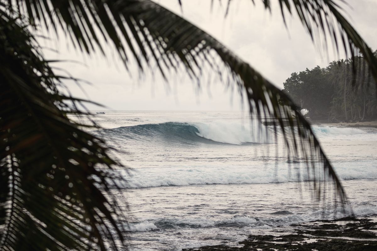 Waves rolling in through the palms